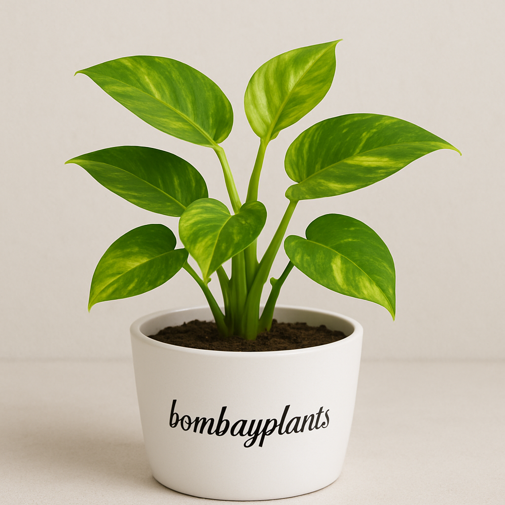 Money Plant-Golden Pothos