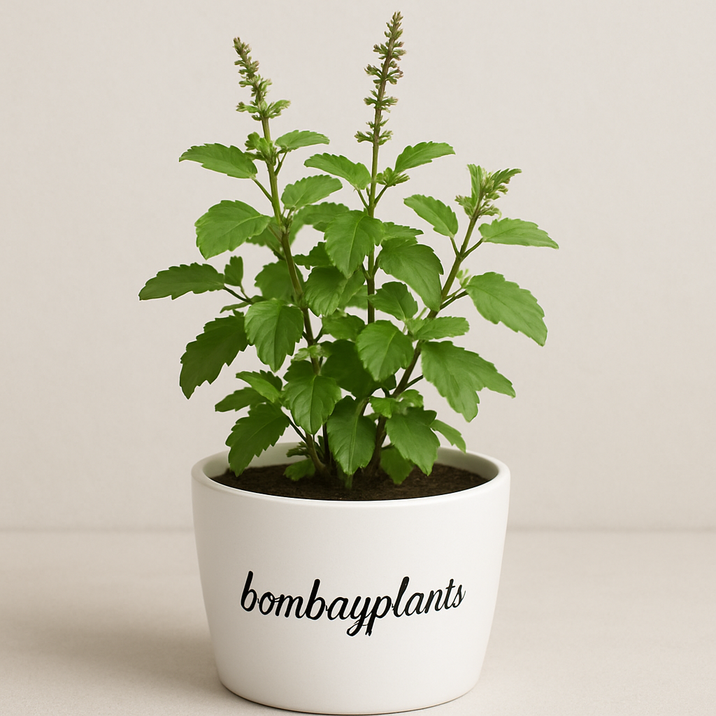 Tulsi Plant-Holy Basil Plant