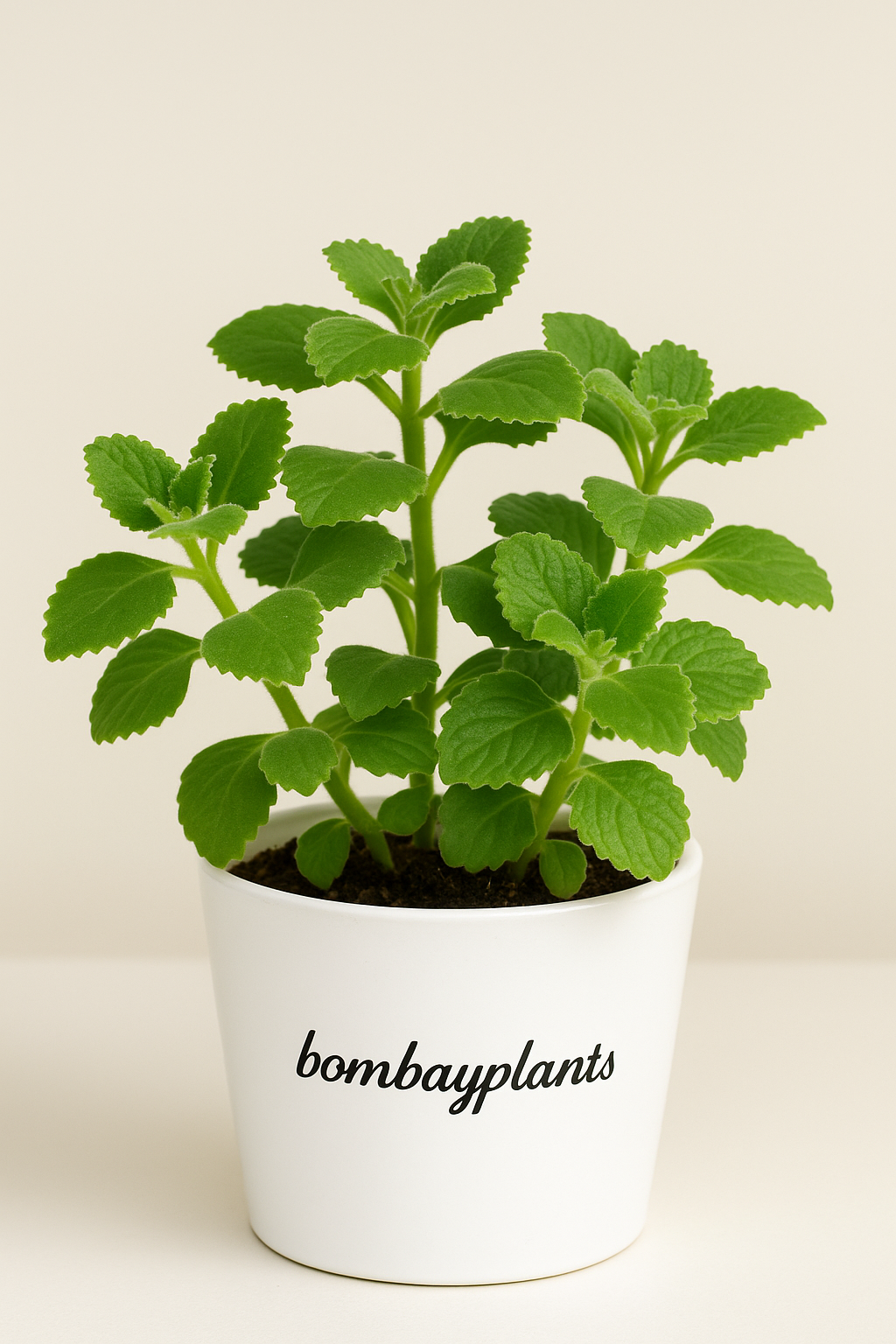 Ajwain HomeGrown Herbal Plant