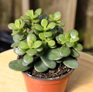 Jade Plant Mini