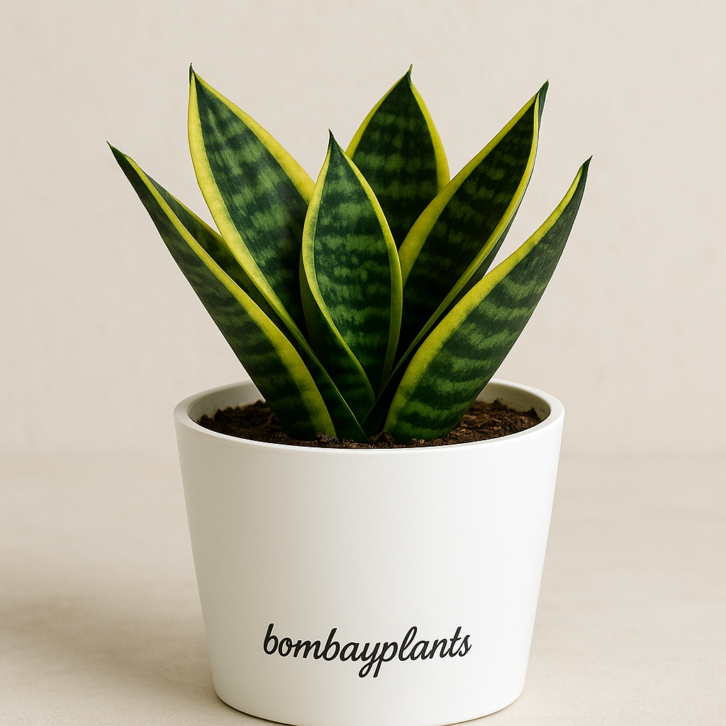 Sansevieria Trifasciata Dwarf - Snake Plant