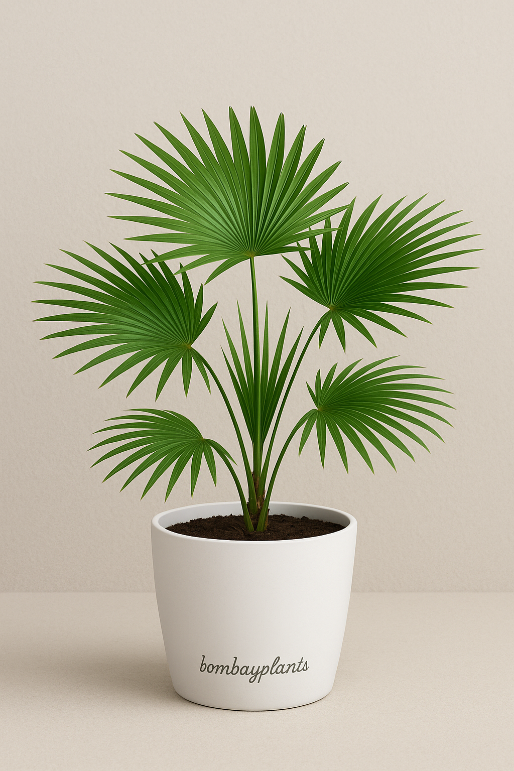 Table Palm - Umbrella Palm Plant