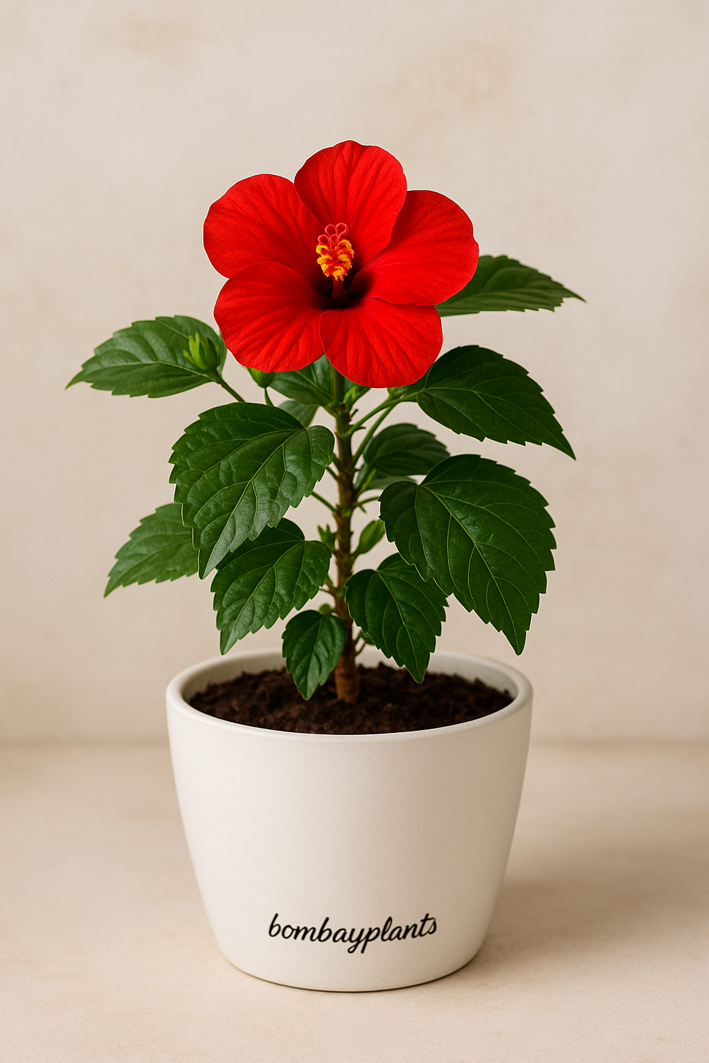 Hibiscus Plant -Red