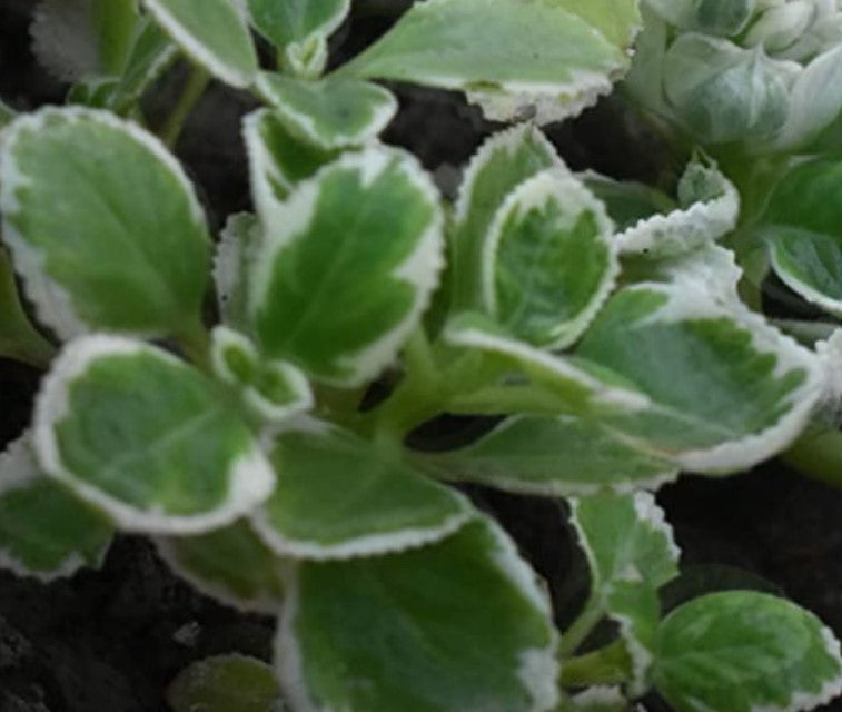 Ajwain HomeGrown Herbal Plant