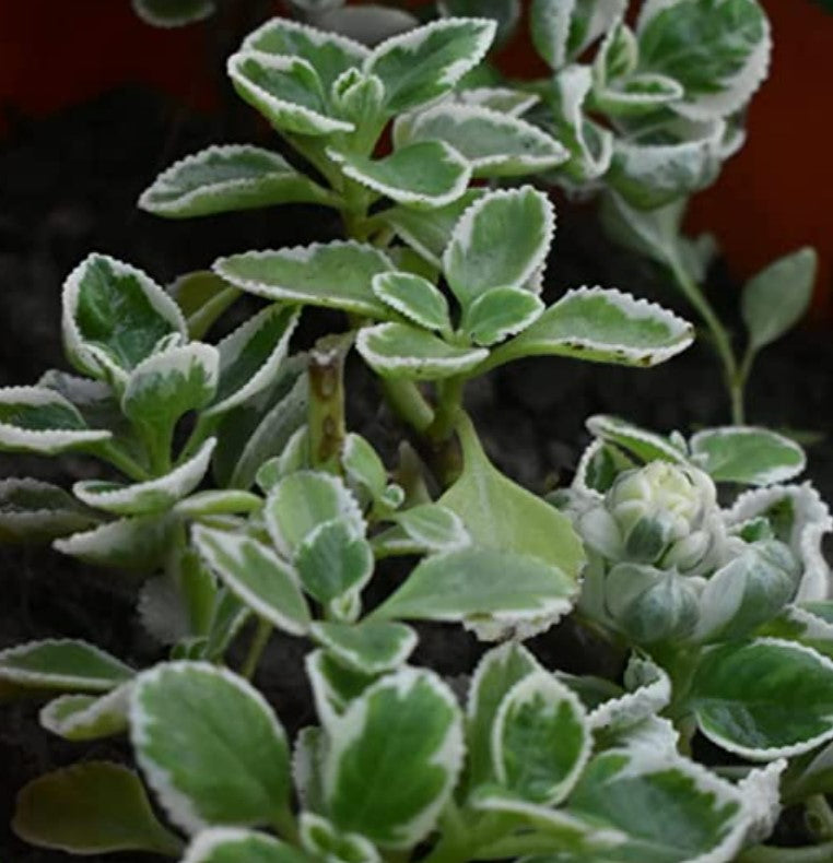Ajwain HomeGrown Herbal Plant