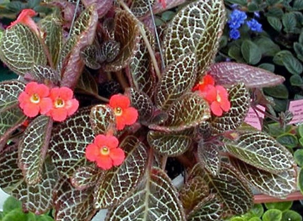 Episcia-Flame violets
