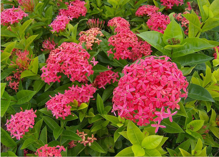 Ixora Plant