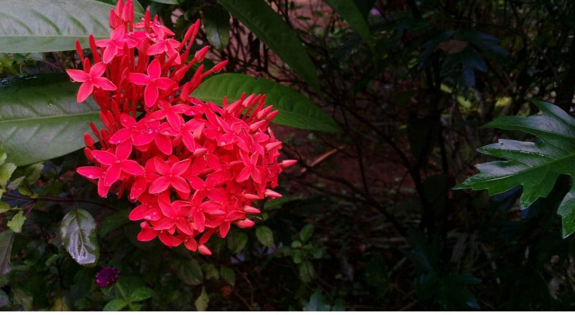 Ixora Plant