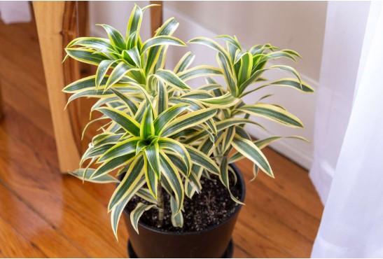 Plants - Dracaena Reflexa