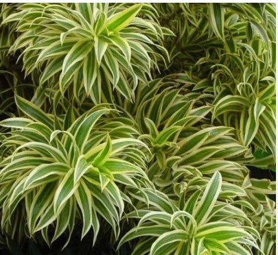 Plants - Dracaena Reflexa