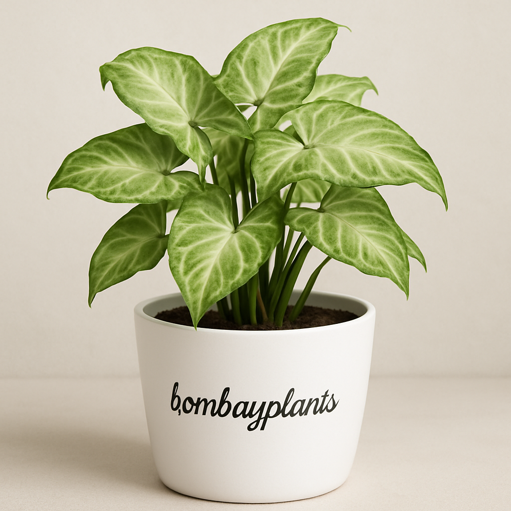 Arrowhead Plant-Syngonium podophyllum