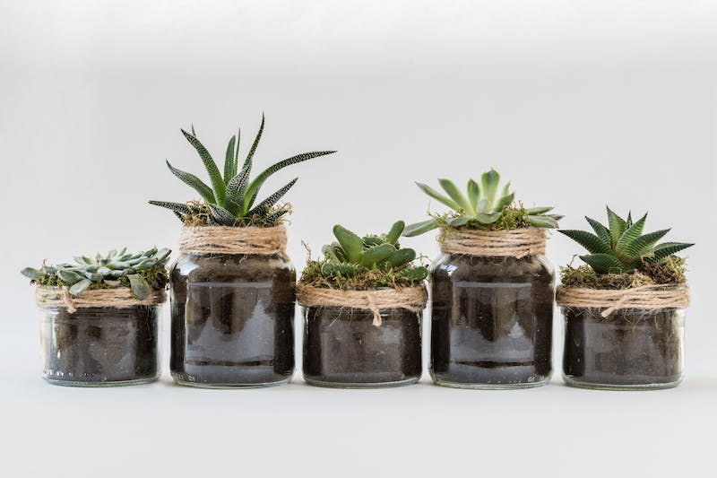 Succulents