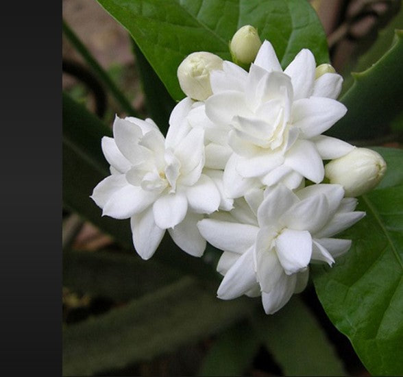 Mogra-Jasmine Plant