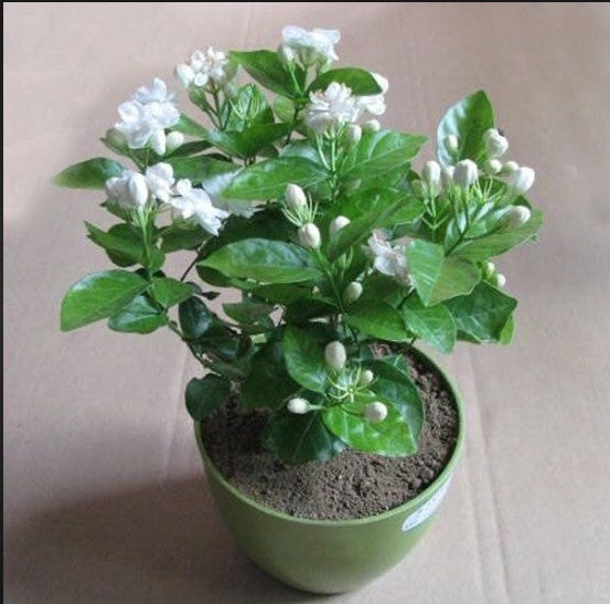Mogra-Jasmine Plant