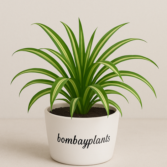 Chlorophytum Green - Spider Plant