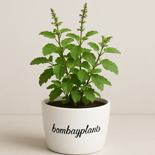 Tulsi Plant-Holy Basil Plant