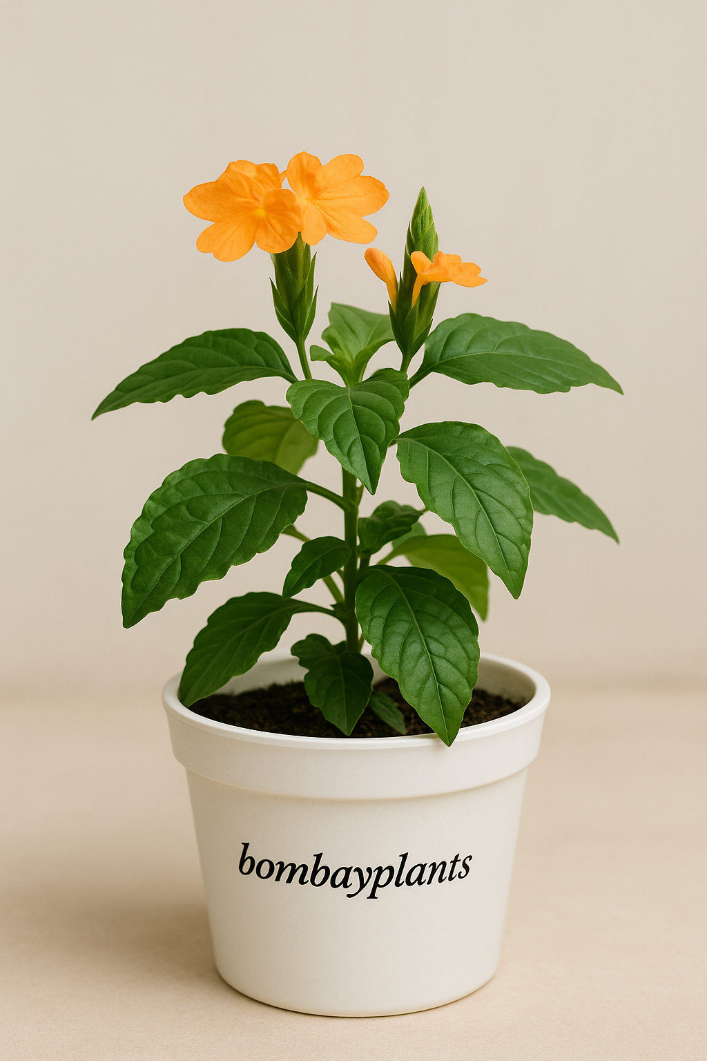 Aboli Plant - Firecracker Flower-Crossandra