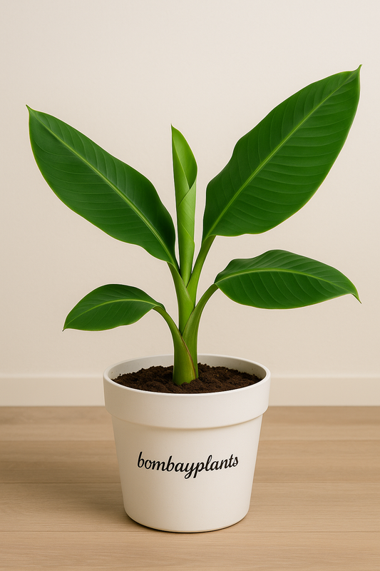Yelakki (Elaichi) Banana Plant - Elaichi Kela Plant