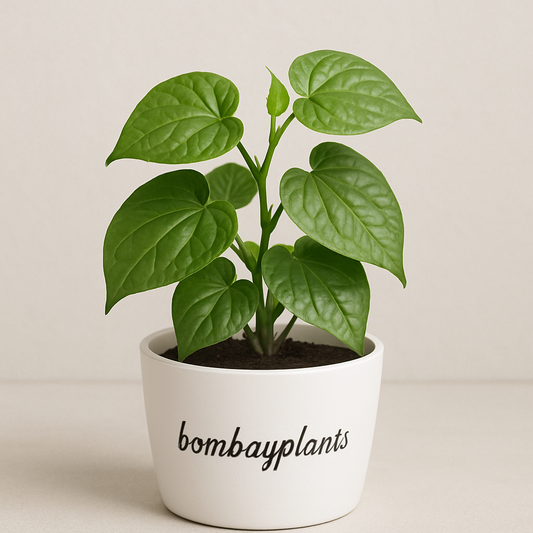 Beetel Leaf Plant