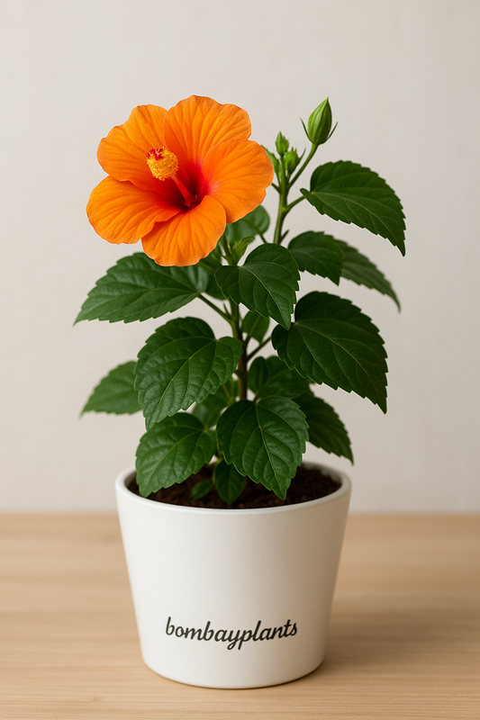 Hibiscus  Plant - Orange