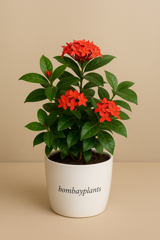 Ixora Plant-Jungle geranium