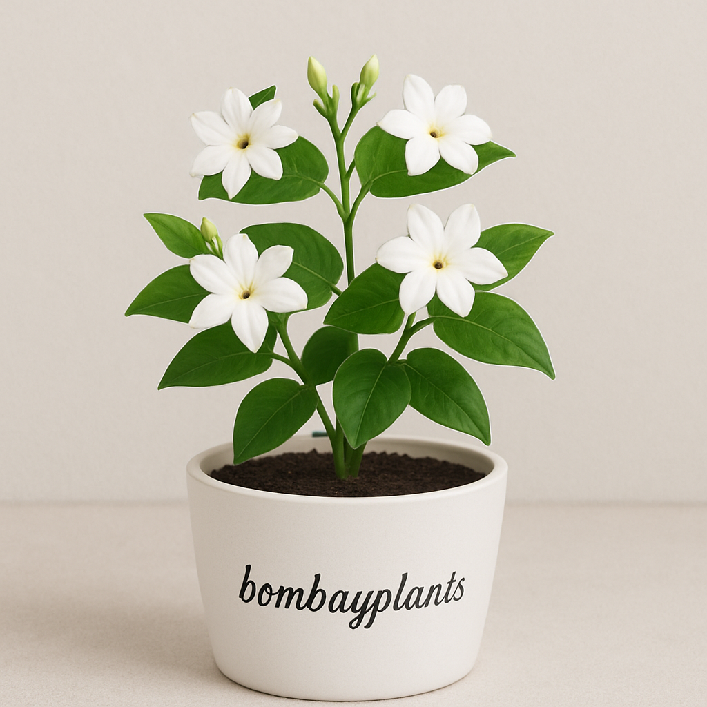 Mogra-Jasmine Plant