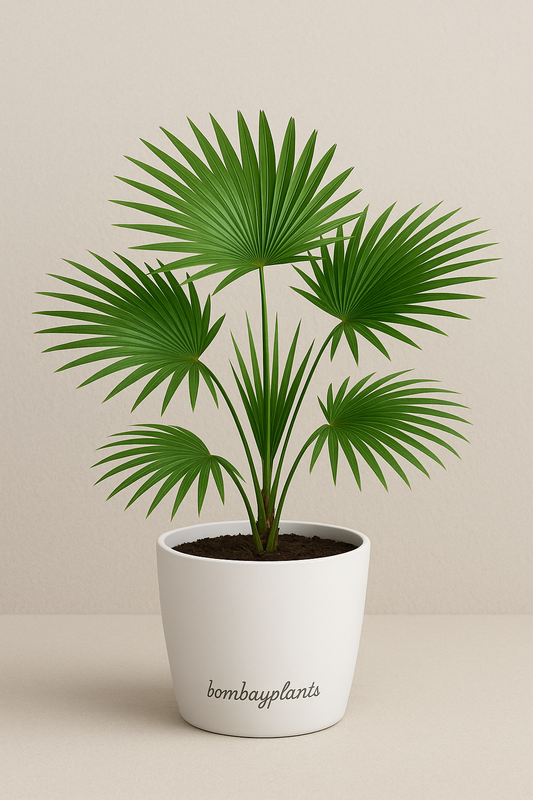 Table Palm - Umbrella Palm Plant