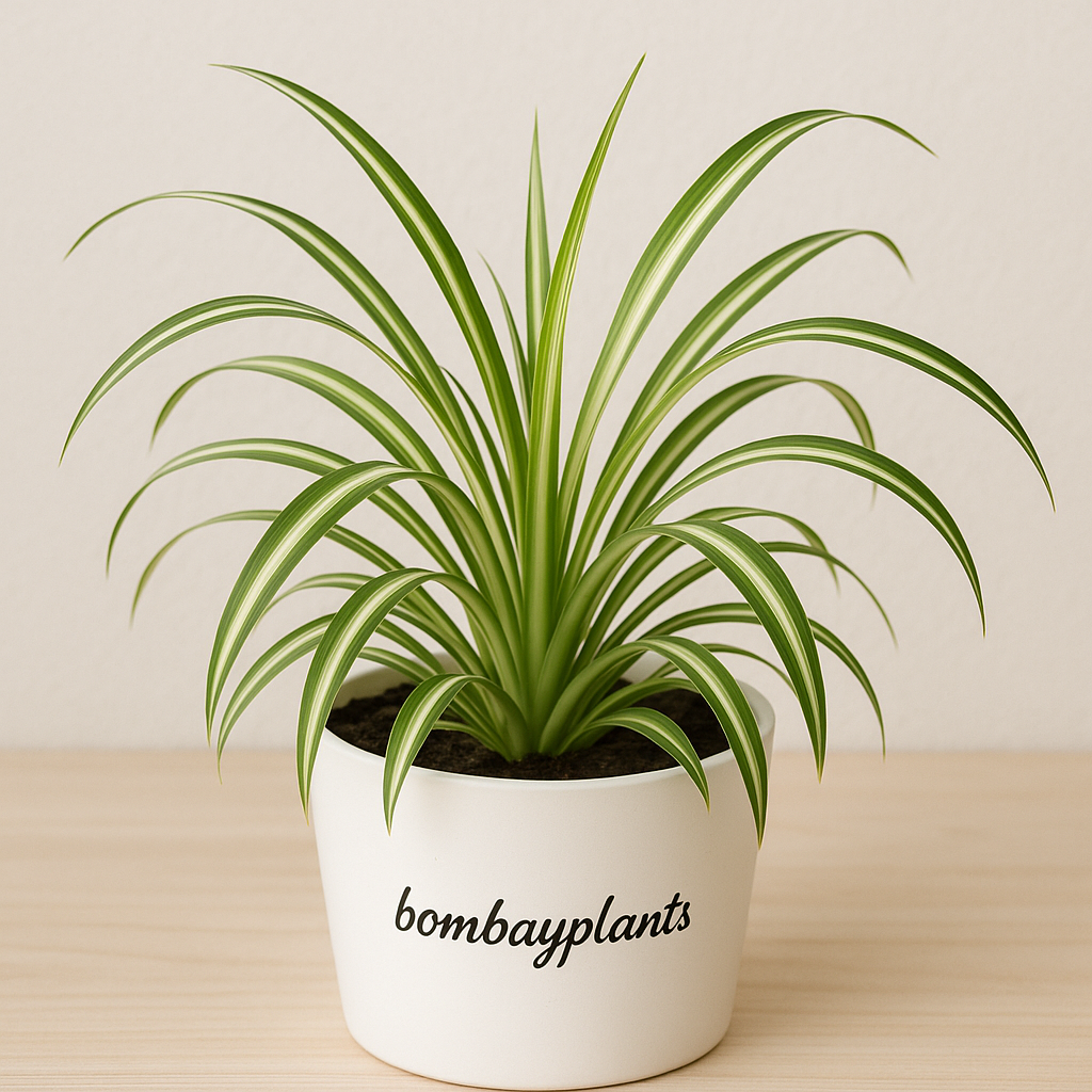 Spider Plant