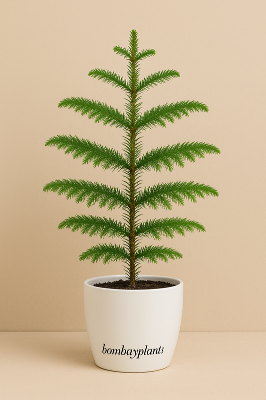 Indian Christmas Tree-Plant