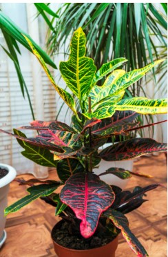 Crotons