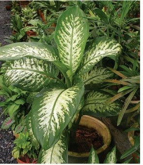 Dumbcane-Dieffenbachia seguine