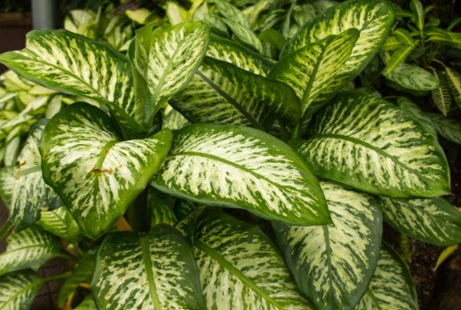 Dumbcane-Dieffenbachia seguine