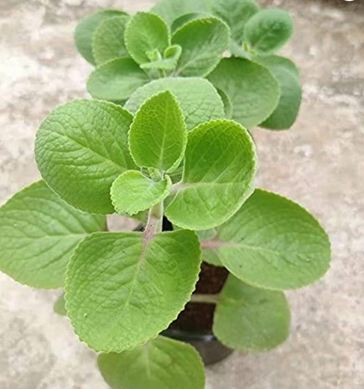 Ajwain HomeGrown Herbal Plant