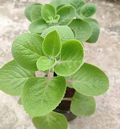 Ajwain HomeGrown Herbal Plant