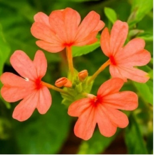 Aboli (Light pink)-Crossandra