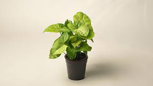 Arrowhead plant