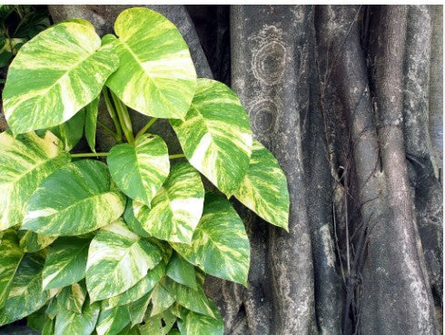 Devils Ivy-Botanical name: Epipremnum aureum