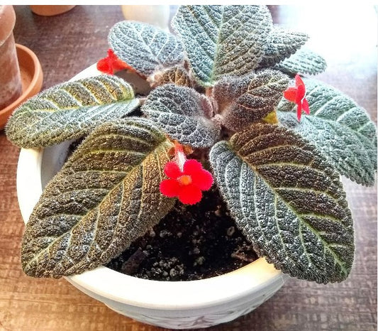 Episcia-Flame violets