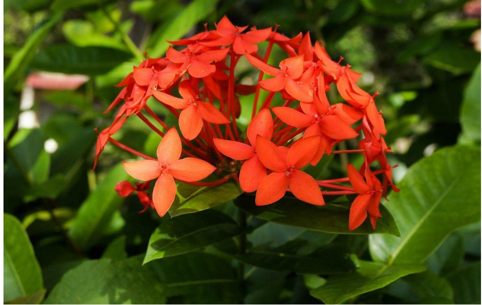 Ixora Plant