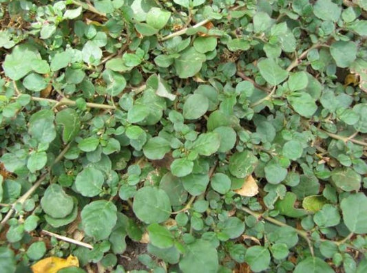Black Pigweed- Trianthema portulacastrum