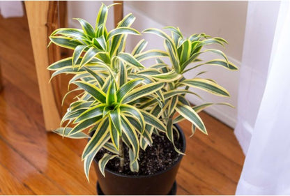 Plants - Dracaena Reflexa