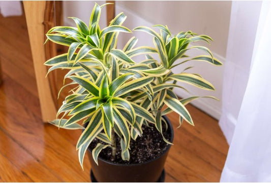 Plants - Dracaena Reflexa