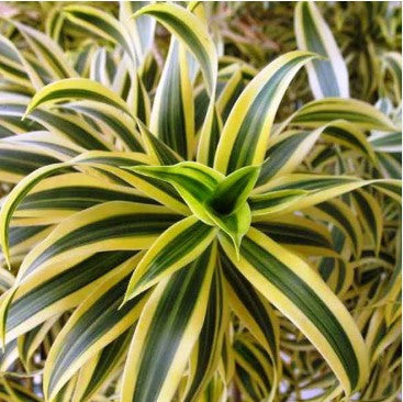 Plants - Dracaena Reflexa
